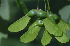 Immature-fruits-of-Sugar-Maple