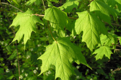 Leaves-of-Sugar-Maple