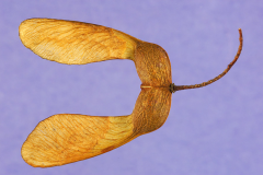 Mature-fruits-of-Sugar-Maple