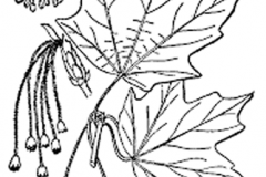 Plant-Illustration-of-Sugar-Maple