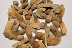 Seeds-of-Sugar-Maple