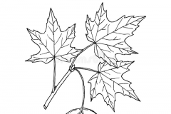 Sketch-of-Sugar-Maple