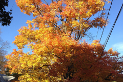 Sugar-Maple-Tree-during-autumn-season