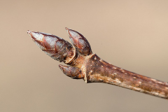 Terminal-buds-of-Sugar-Maple