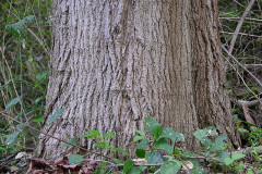Trunk-of-Sugar-Maple