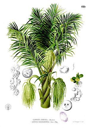 Sugar-palm-illustration