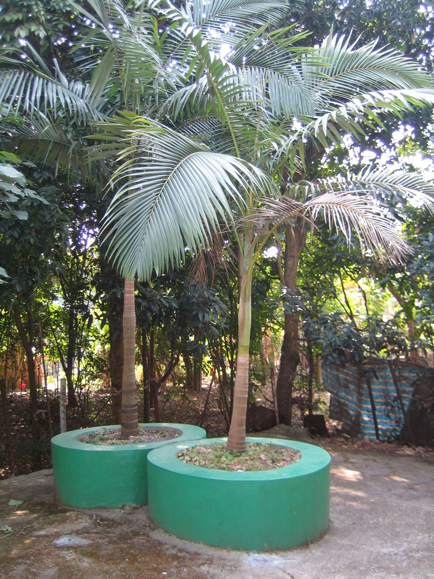 Sugar-palm-tree