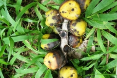 Sugar-palm-fruits