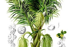 Sugar-palm-illustration