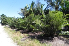 Sugar-palm-plantation