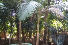 Sugar-palm-tree