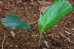 Sugar-palm-plant