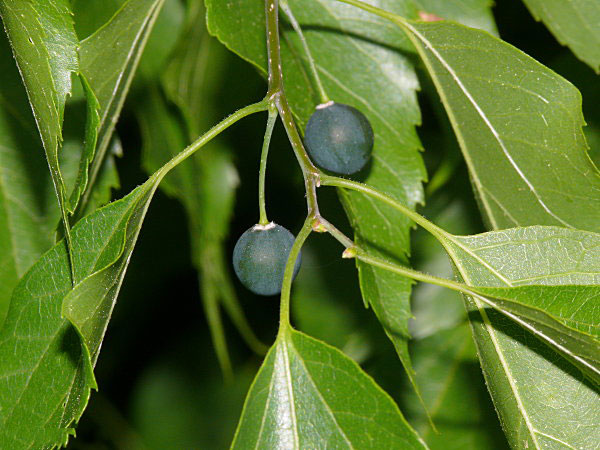 Immature-fruits-of-Sugarberry