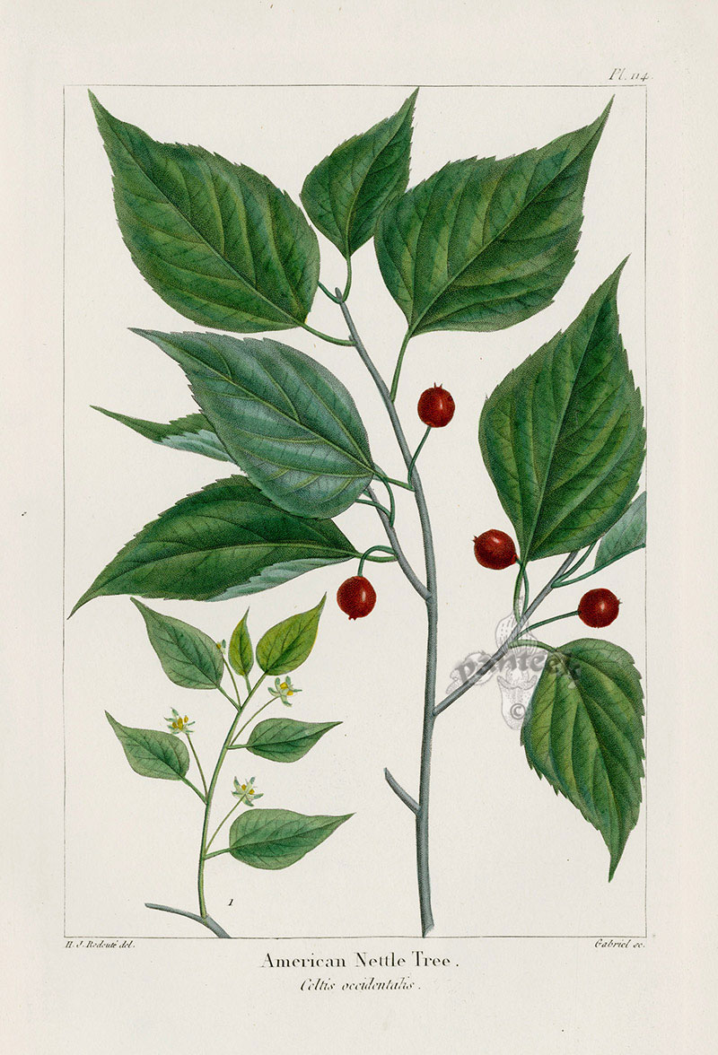 Plant-illustration-of-Sugarberry