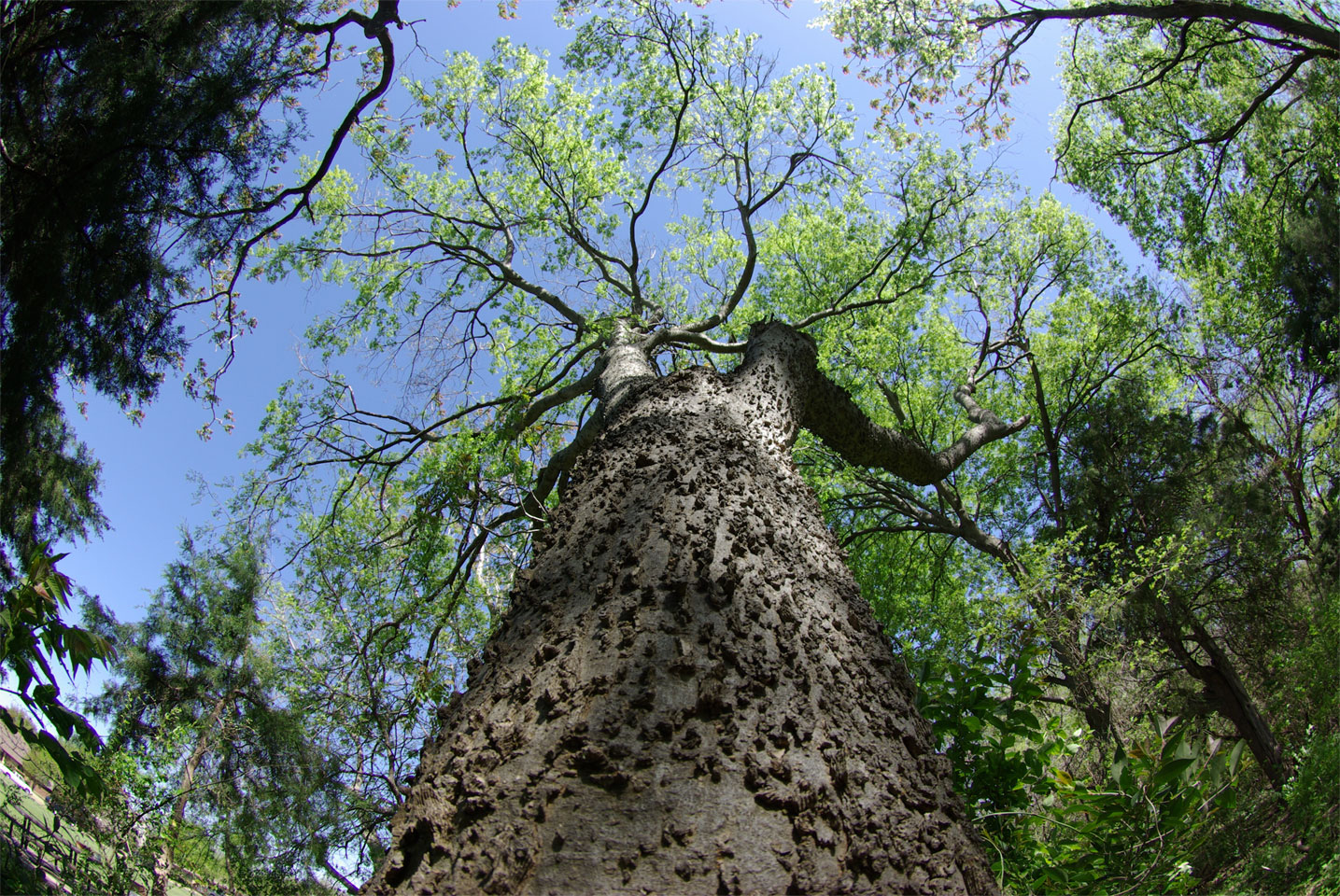 Trunk-of-Sugarberry-tree