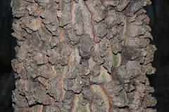 Bark-of-Sugarberry