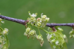 Flower-of-Sugarberry