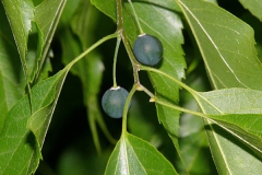 Immature-fruits-of-Sugarberry