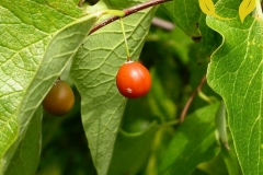 Maturing-fruits-of-Sugarberry