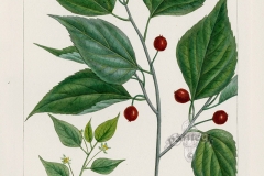 Plant-illustration-of-Sugarberry