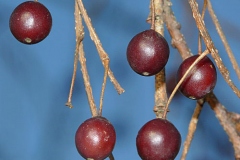 Ripe-fruits-of-Sugarberry