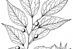 Sketch-of-Sugarberry