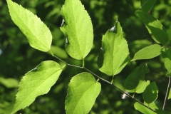 Sugarberry-Leaves