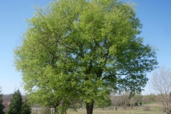 Sugarberry-Tree