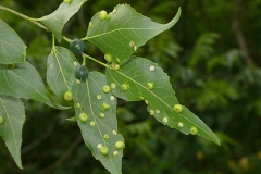 Sugarberry-leaves-covered-with-galls