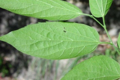 Ventral-view-of-leaves-of-sugarberry