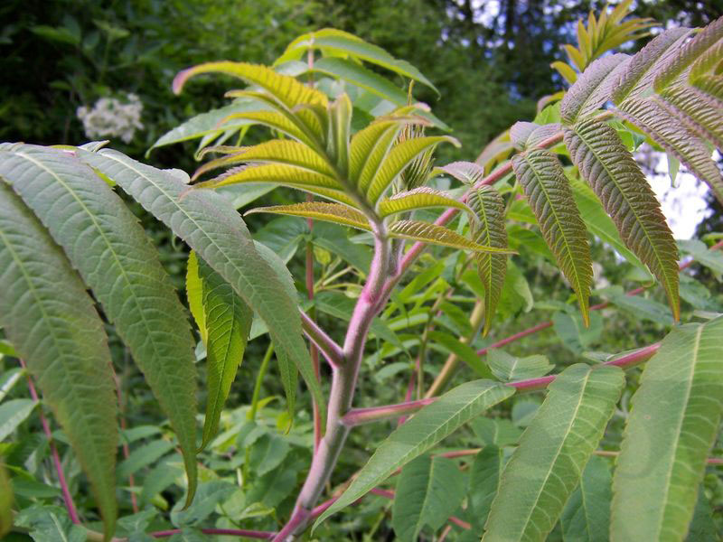 Young-branch-of-sumac
