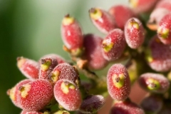 Closer-view-of-fruit-of-Sumac