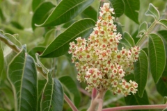 Flowers-of-Sumac