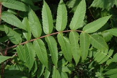 Leaves-of-Sumac