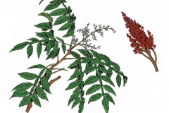 Plant-illustration-of-Sumac