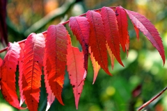 Red-Sumac-Leaves