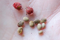 Seeds-of-Sumac