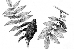 Sketch-of-Sumac