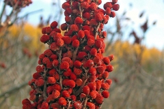 Sumac-Fruit