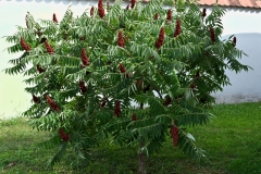 Sumac-Plant