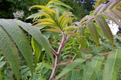 Young-branch-of-sumac