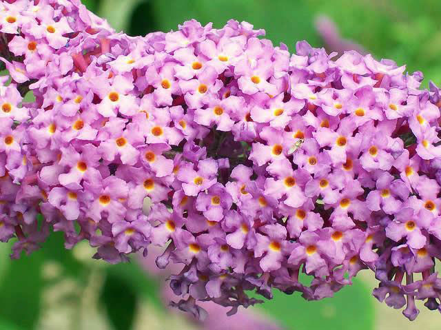Closer-view-of-flowers-of-Summer-lilac