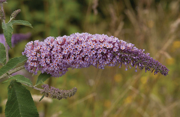 Flower-of-Summer-lilac