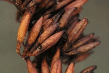 Mature-Fruits-of-Summer-lilac