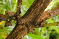 Bark-of-Summer-lilac