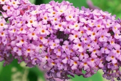 Closer-view-of-flowers-of-Summer-lilac