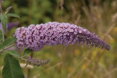 Flower-of-Summer-lilac