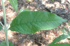 Leaf-of-Summer-lilac