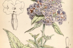 Plant-illustration-of-Summer-lilac
