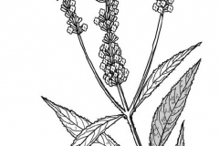 Sketch-of-Summer-lilac